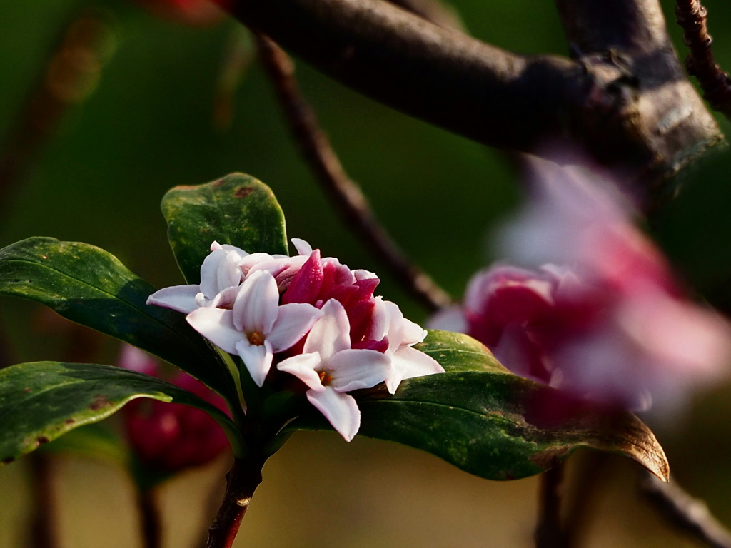 沈丁花