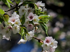 山桜
