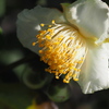 ふさふさの蕊
