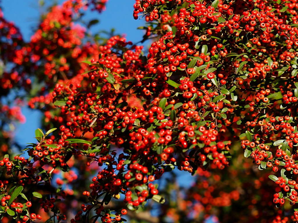 これも真っ赤！