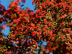 これも真っ赤！