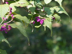 ムラサキシキブ