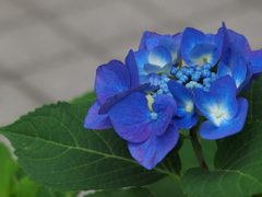 夏色