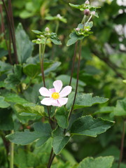 秋明菊