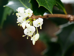 ヒイラギの花
