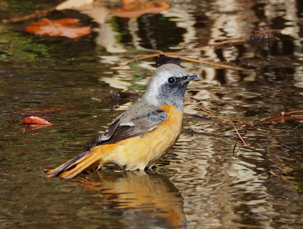 きれいになった？