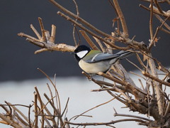 シジュウカラ (1) 