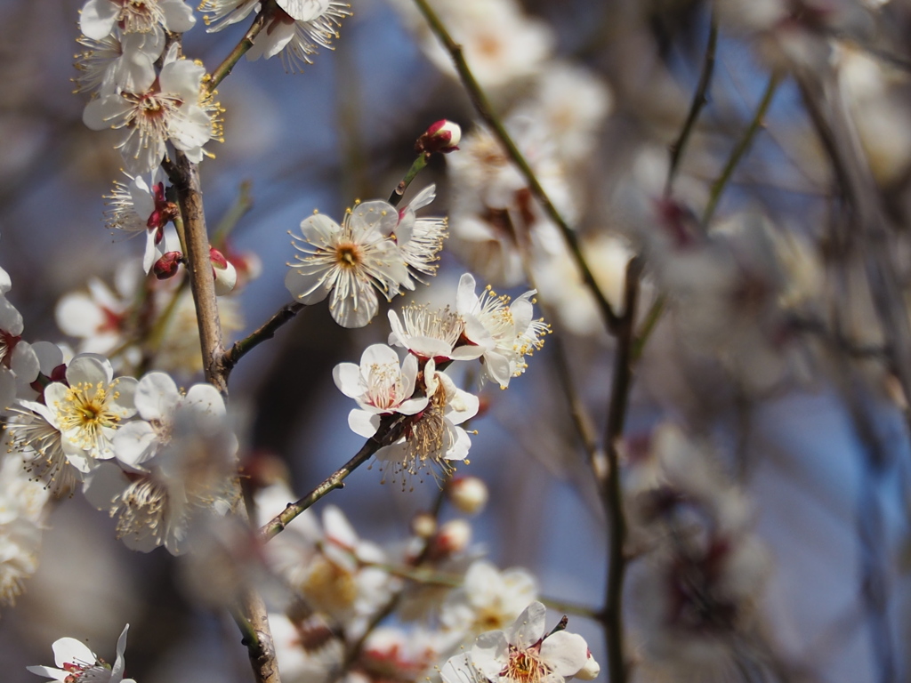 香りのシャワー
