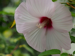 大きな花