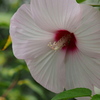 大きな花