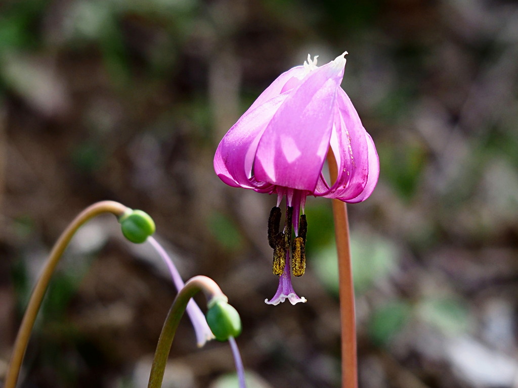カタクリ の種と花