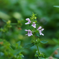 野草の花