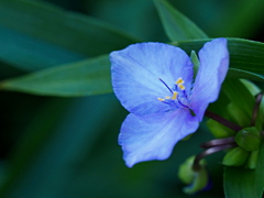 水色の花