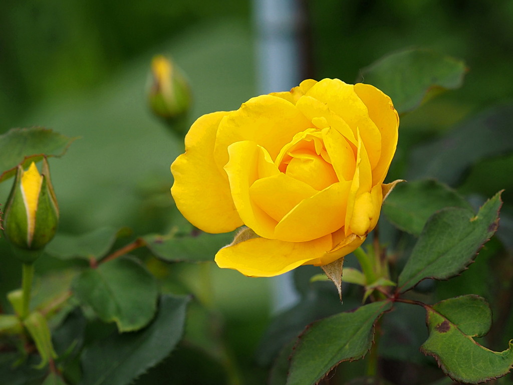 小さな薔薇