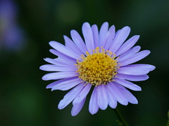ご近所の花 ②