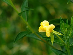 道端の花