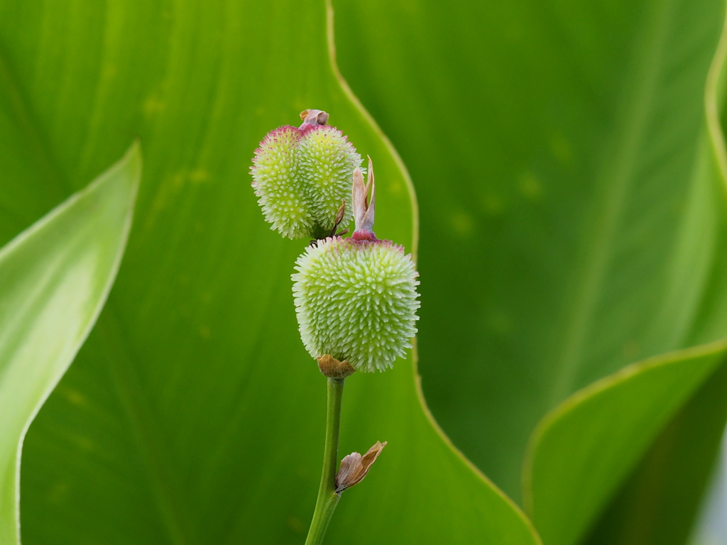 カンナの実