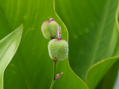 カンナの実 カンナの実