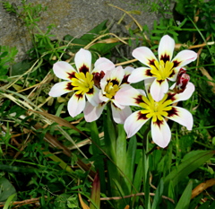 初めての花