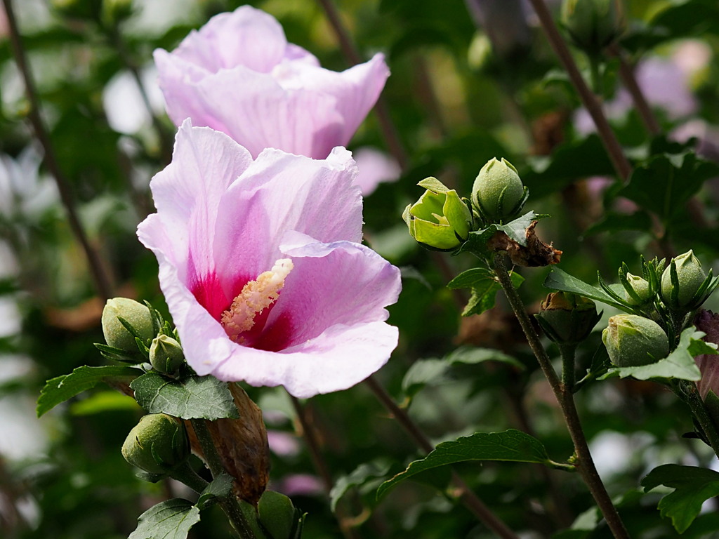 夏休みの花