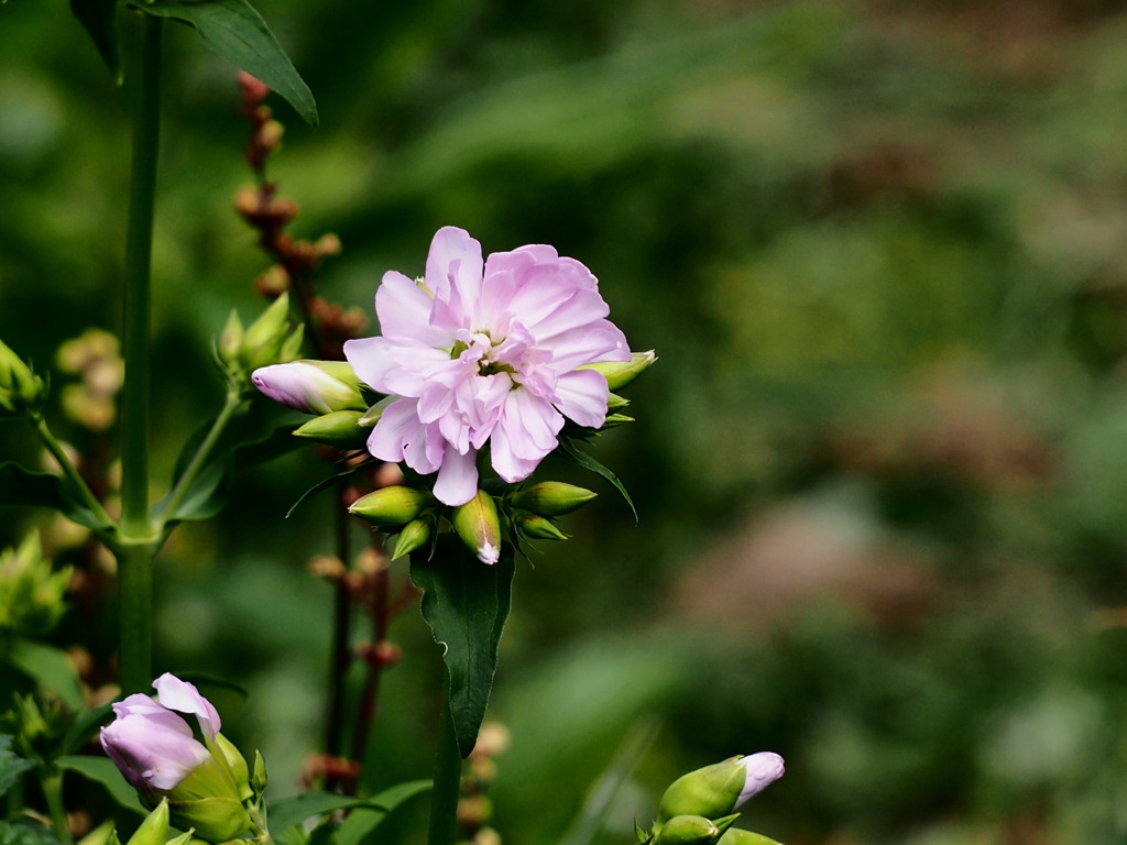 ご近所の花