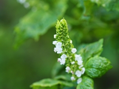 紫蘇の花穂