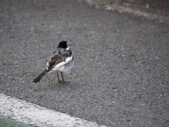 車が来るわよ～。