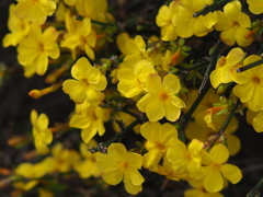 梅ではないけれど