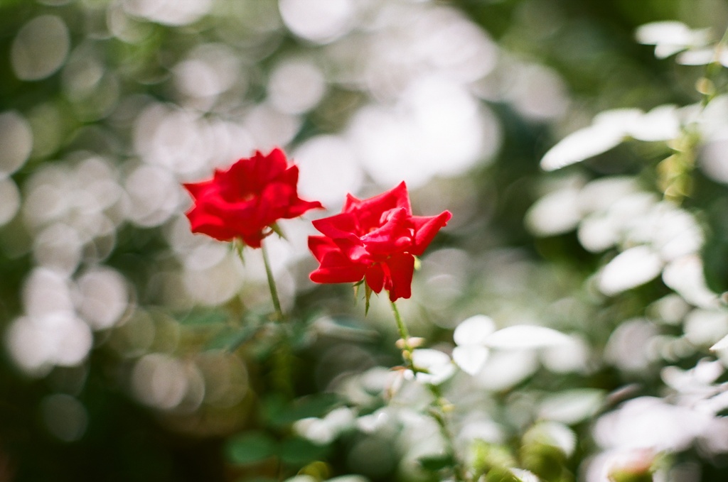 薔薇