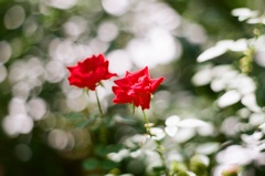 薔薇