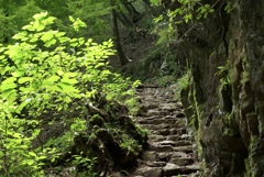 緑の山道