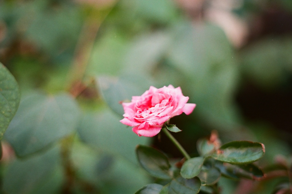 薔薇