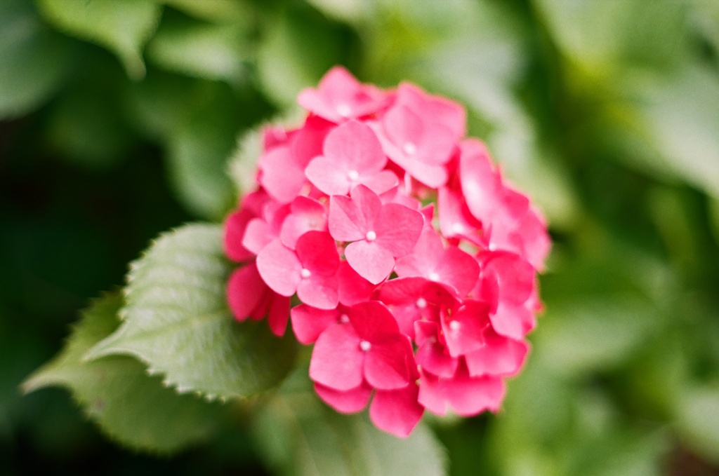 紫陽花