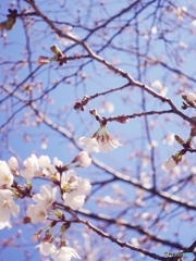 2023年の初桜