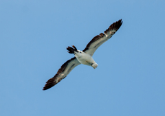 アラビア海にて毛繕い中の海鳥