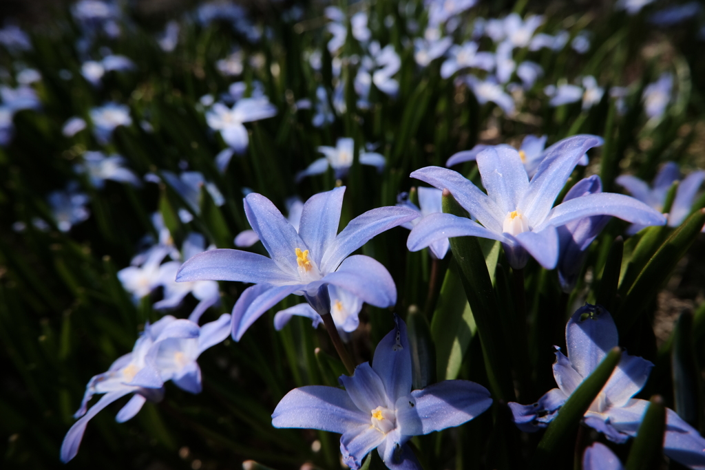 小さな花畑