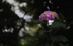 上野公園で