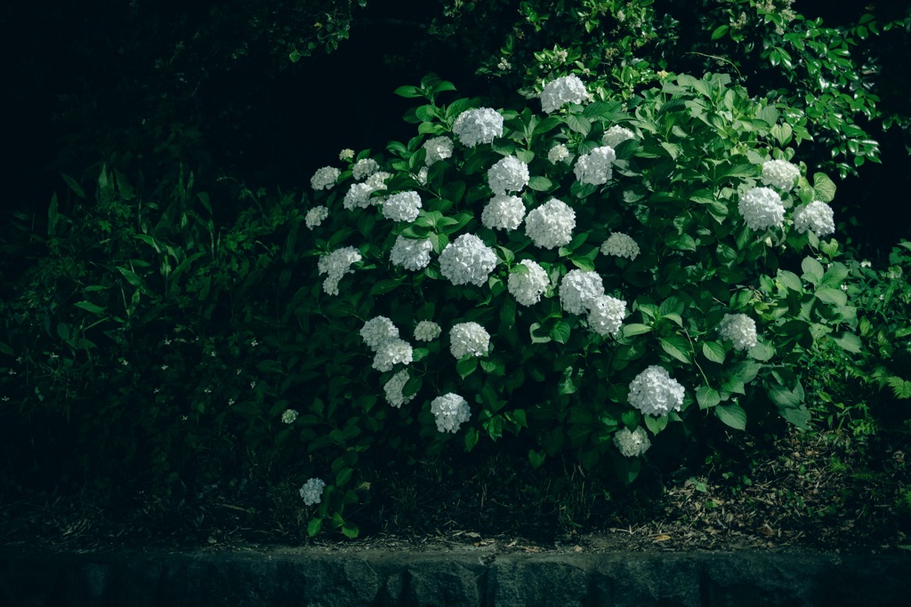 夜の紫陽花