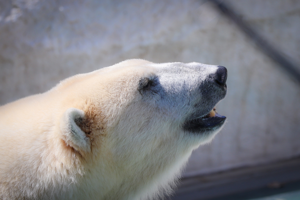 白クマくん