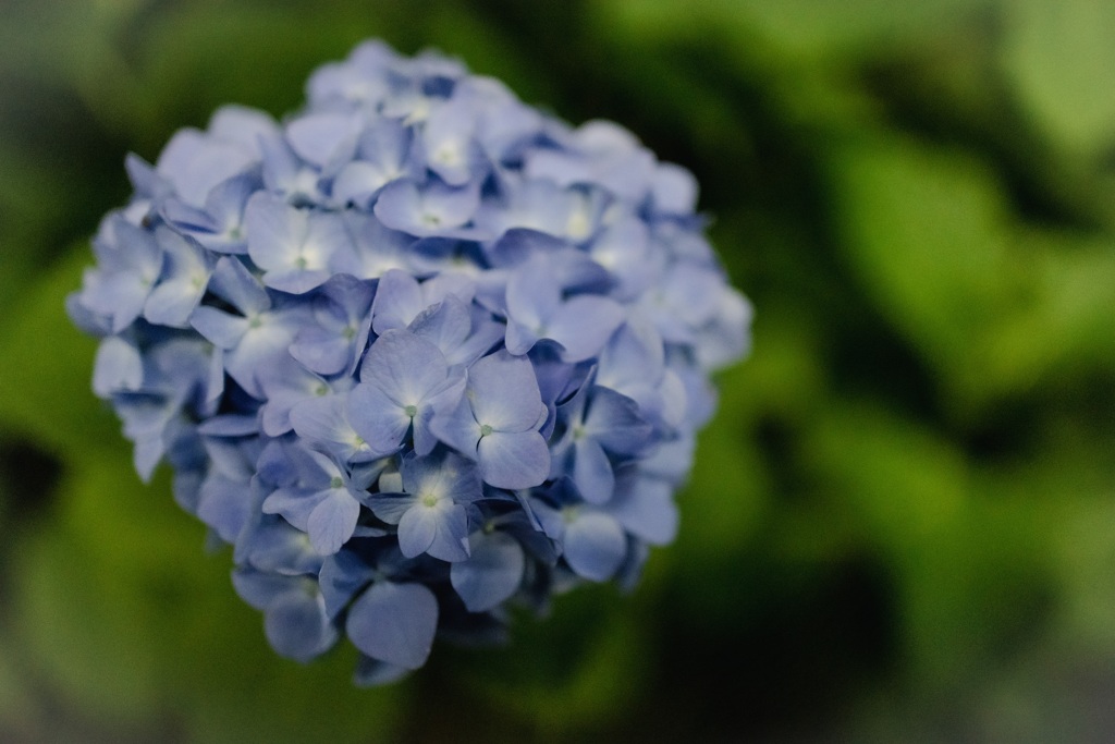 夜の紫陽花