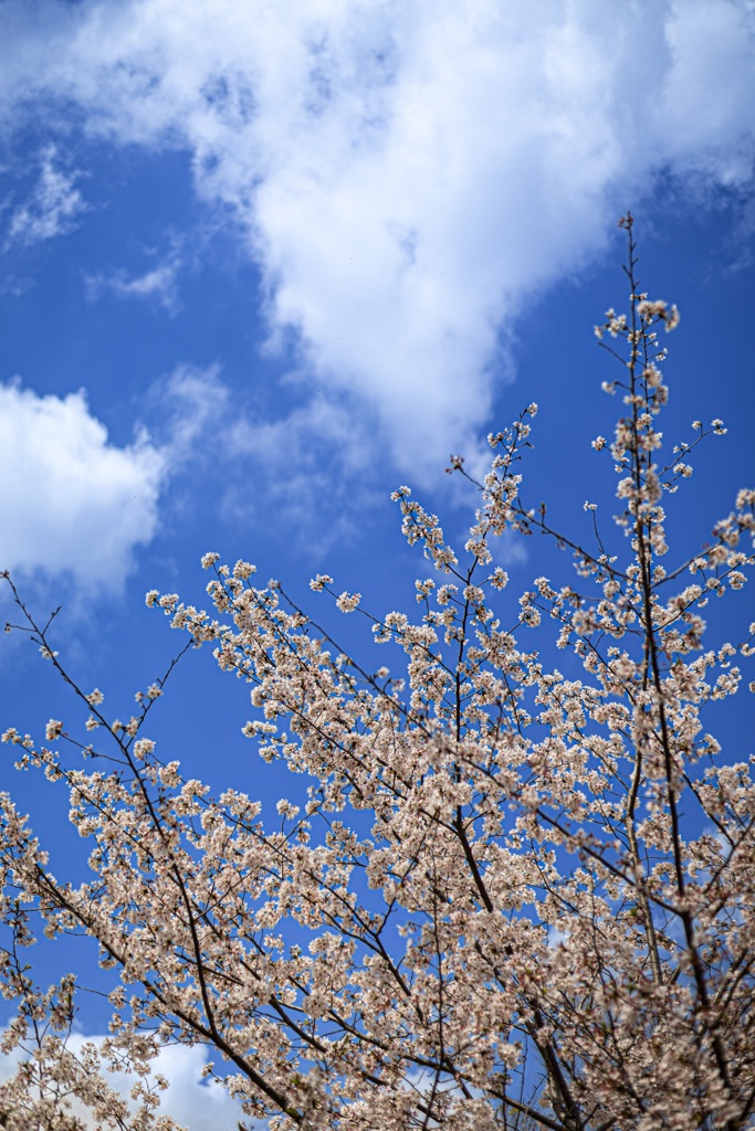 シンプルに、桜と空