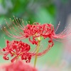 赤色の季節