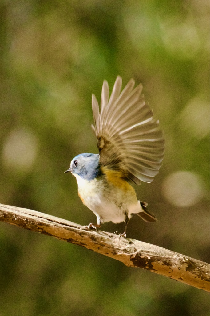 IMG_8839羽ばたく