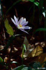 IMG_0610　ユキワリイチゲ