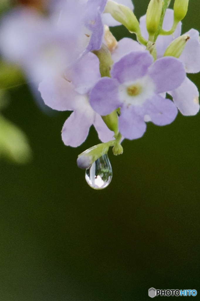 雨の後IMG_5746