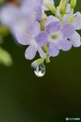 雨の後IMG_5746
