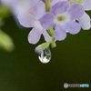 雨の後IMG_5746