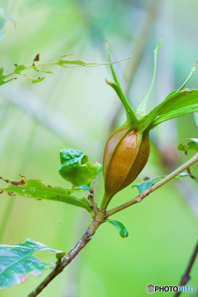 まだ色浅いクチナシIMG_6216