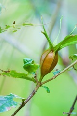 まだ色浅いクチナシIMG_6216