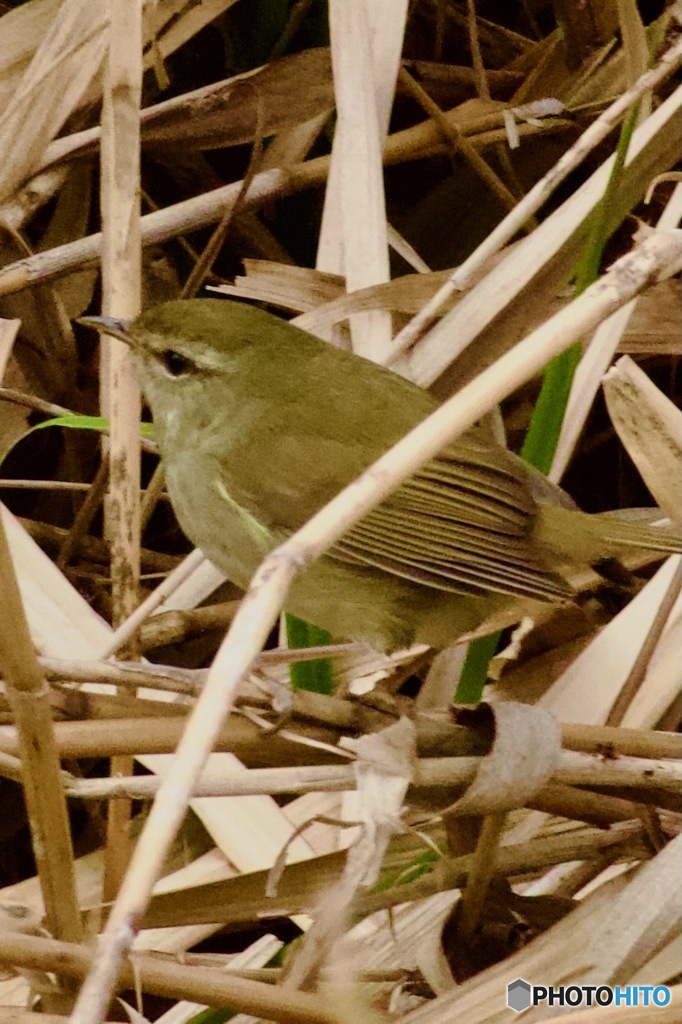 IMG_0701　ウグイスさん　
